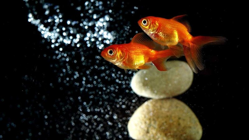 Золотая рыбка шубункин