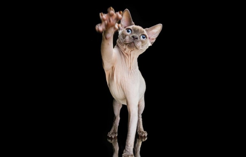 Чёрный сфинкс кошка