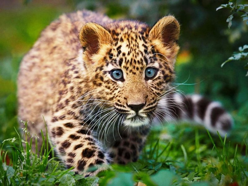 Переднеазиатский леопард