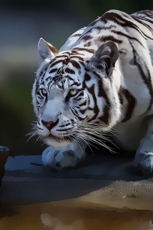 Амурский тигр альбинос