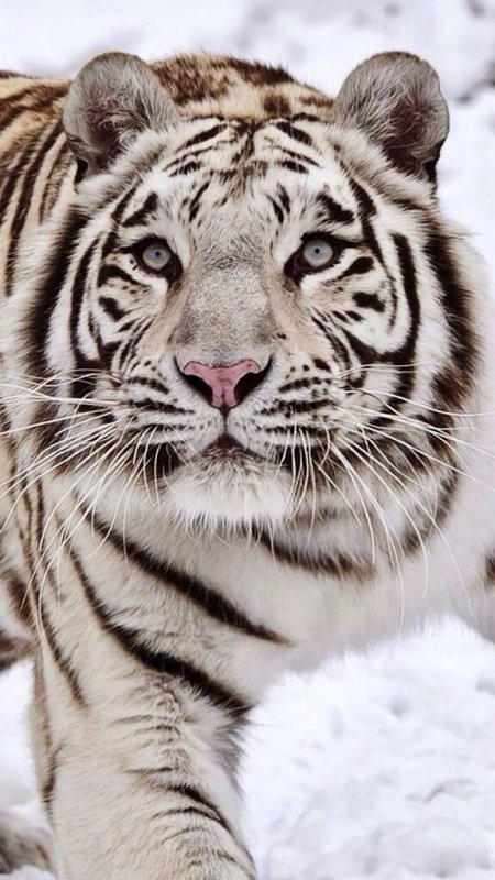 Амурский тигр альбинос