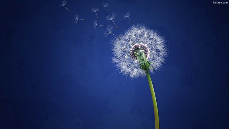 Заставка на рабочий стол одуванчики
