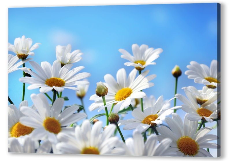 Ромашка цветы