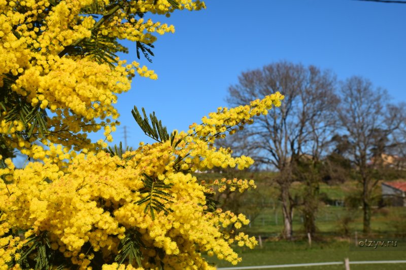 Мимоза цветет