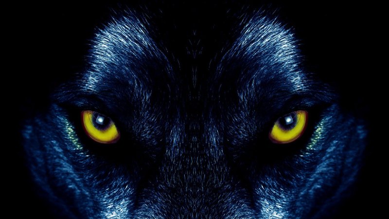 Глаза волка в темноте