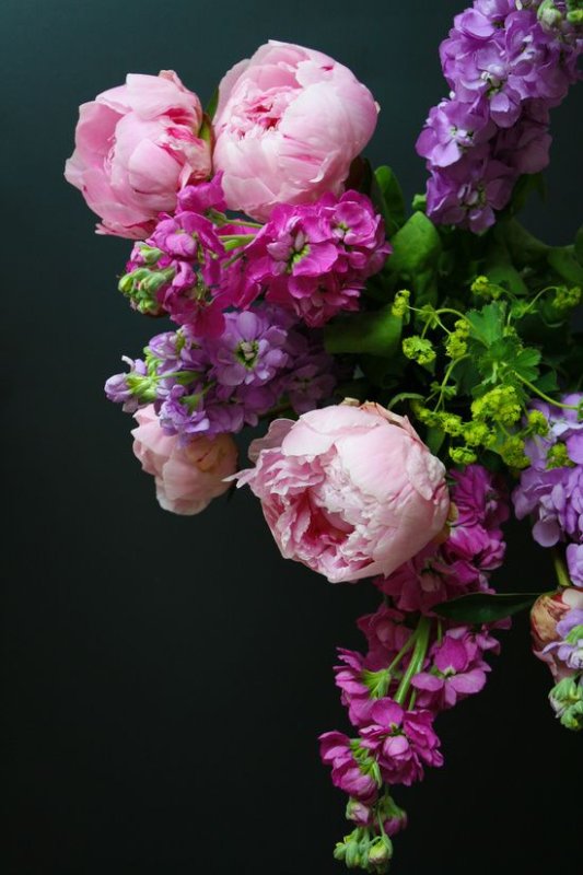 Ранункулюс лиловый