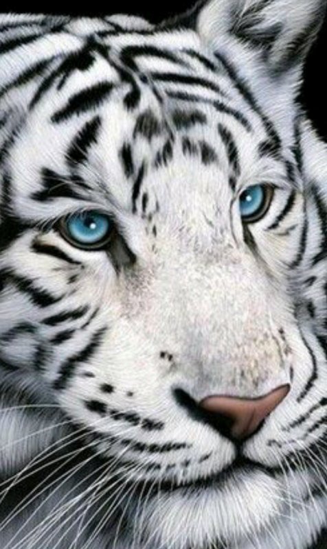 Тигрица с голубыми глазами