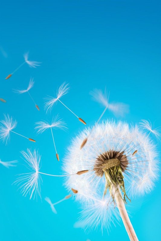 Одуванчик на фоне неба