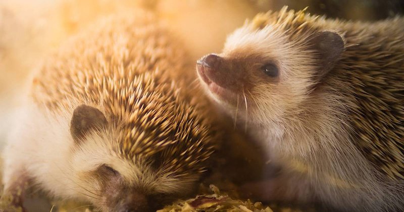 Красивый Ежик