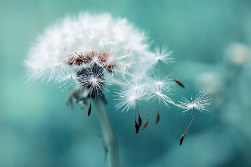 Одуванчики Геншин