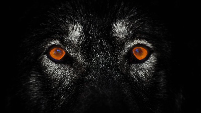 Заставка на рабочий стол волк