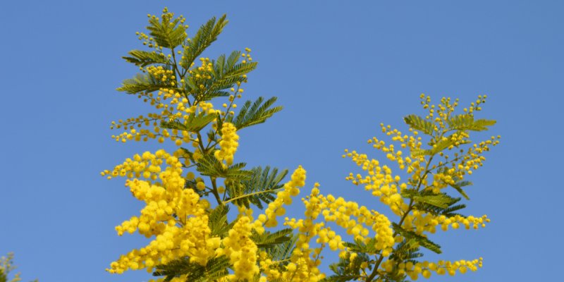 Мимоза дмт Мимоза хостилис