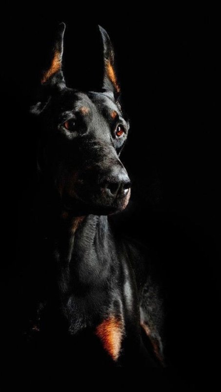 Доберман Блэк