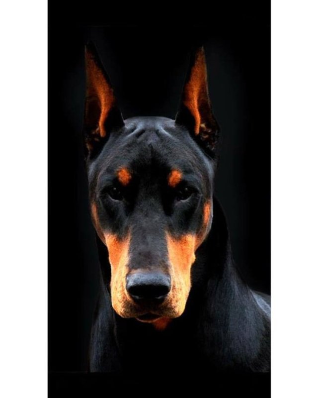 Доберман собака