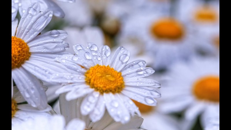 Ромашки яркие красивые