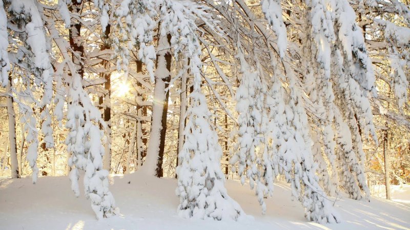 Красивый зимний лес