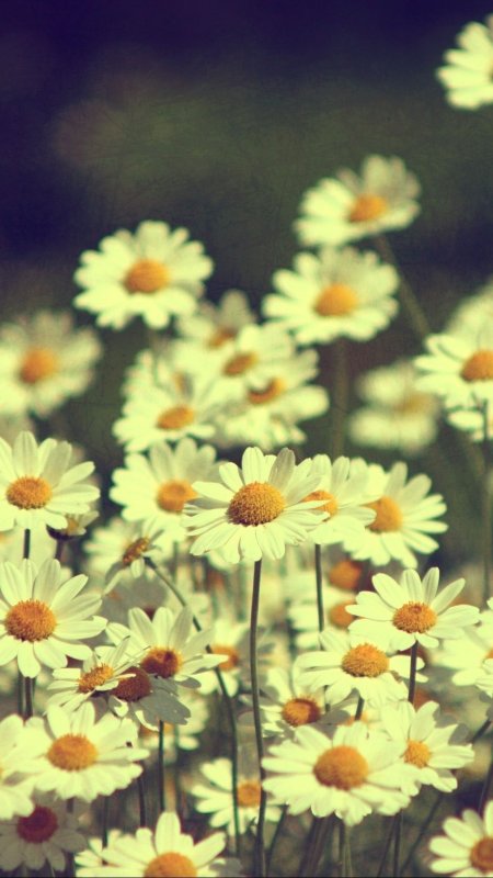 Летние заставки на телефон