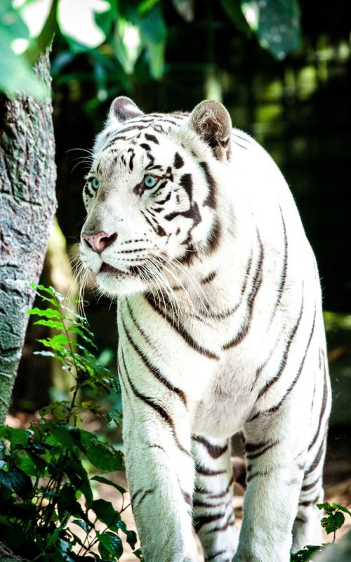 Белый тигр 4к