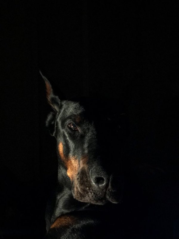 Доберман на черном фоне