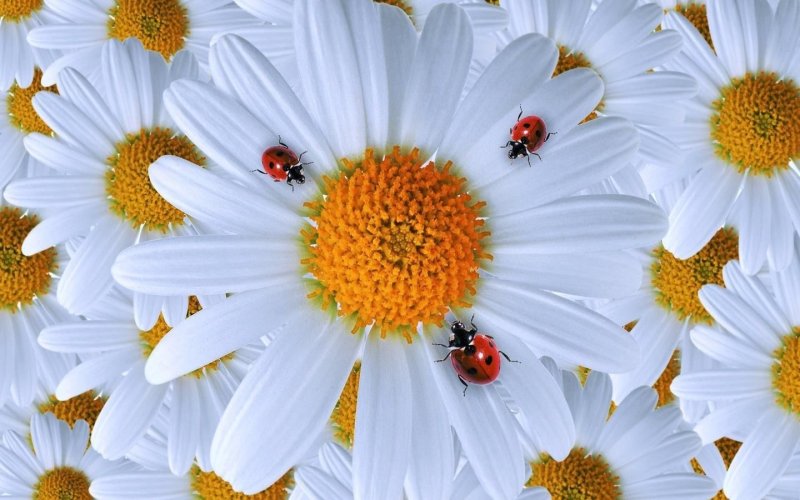 Ромашки на рабочий стол