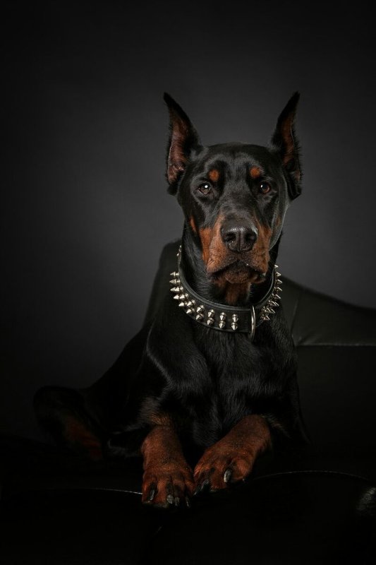 Чисто черный Доберман