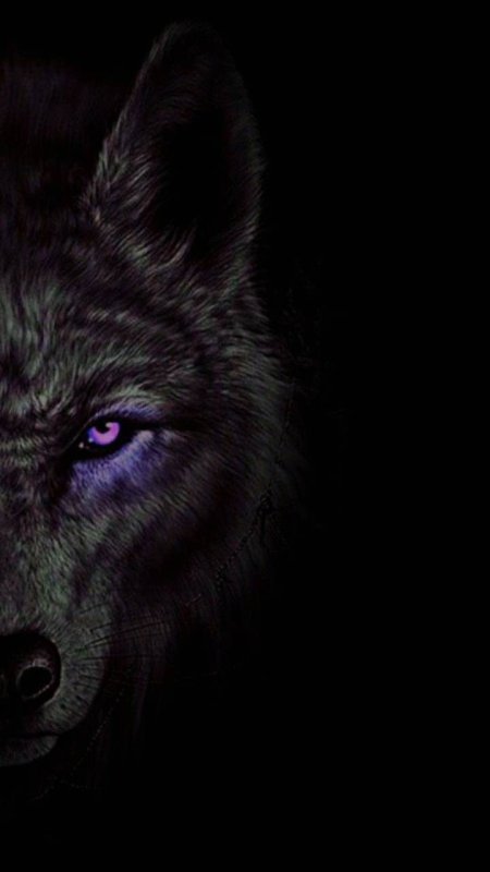 Взгляд волка