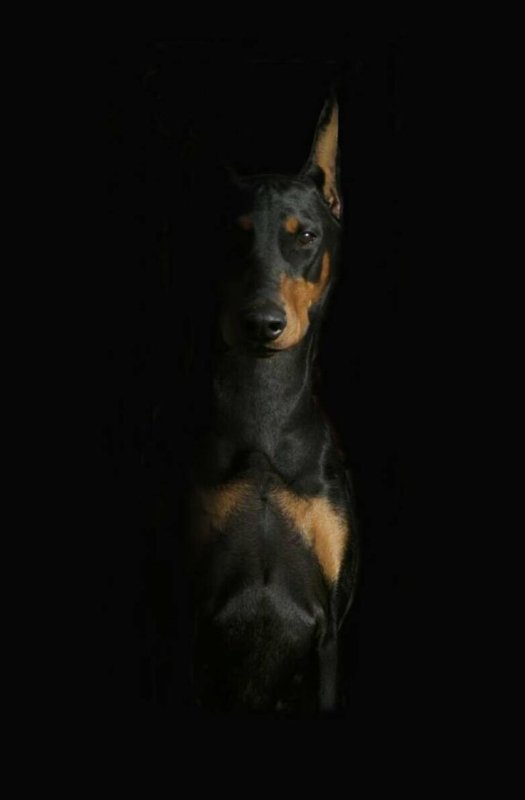 Черный Доберман без подпалин