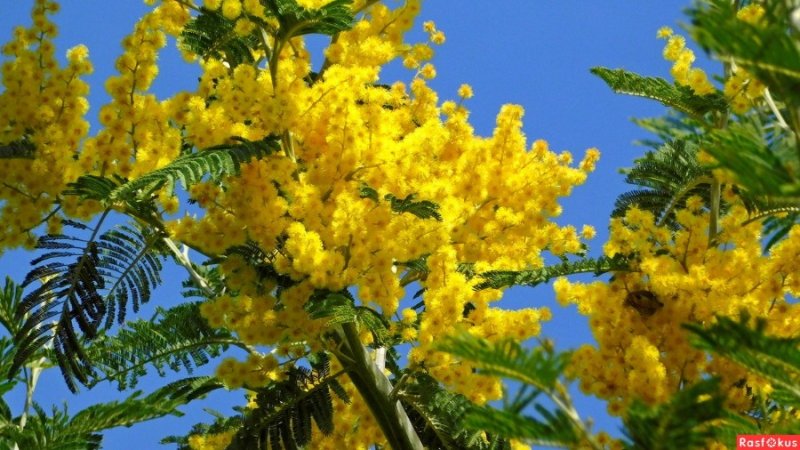 Дерево мимозы в Абхазии