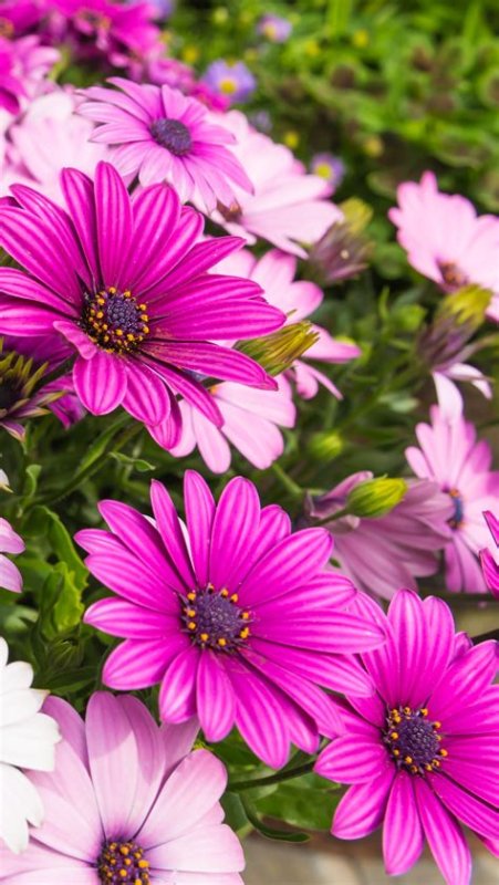 Садовые цветы