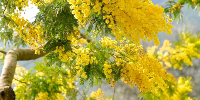 Мимоза Акация Абхазия