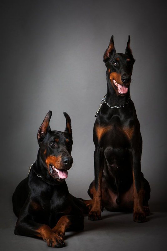 Доберманы 2 собаки
