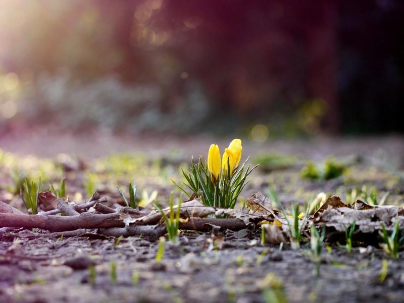 Весенние картинки на рабочий стол