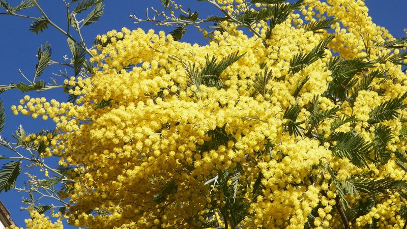 Акация серебристая (Acacia dealbata)