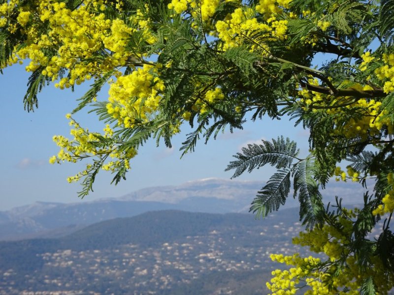 Цветущая Мимоза в Абхазии