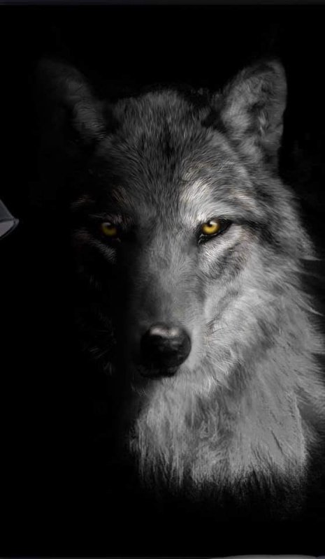 Морда волка на тёмном фоне