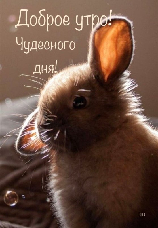 Милые домашние животные