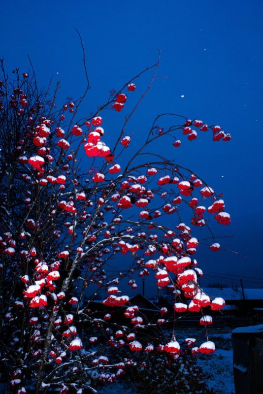 Рябина зимой вечером