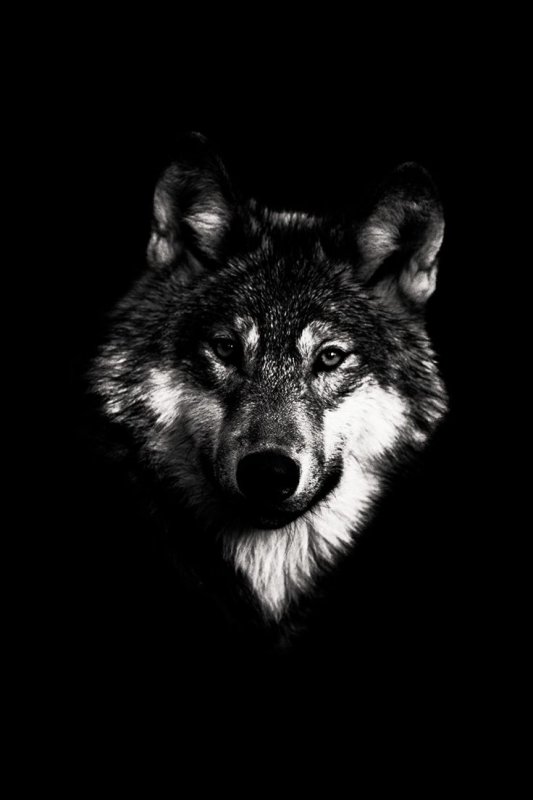 Морда волка на черном фоне