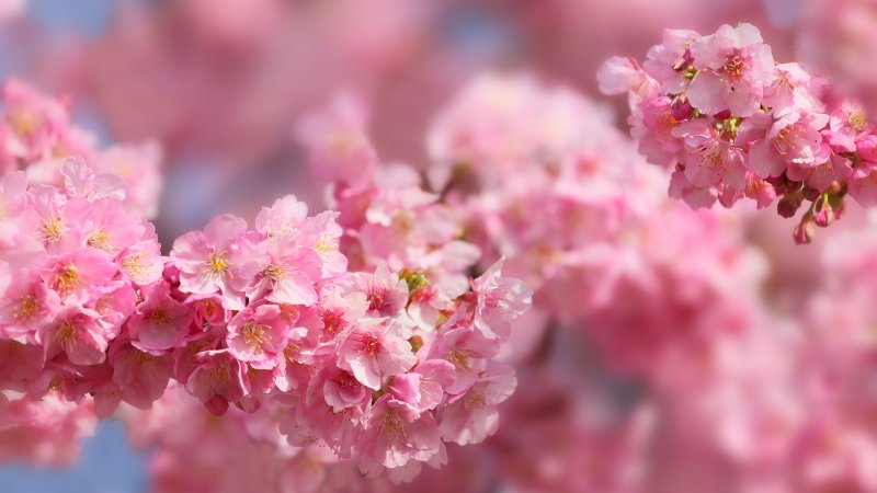 Цветущая розовая Сакура