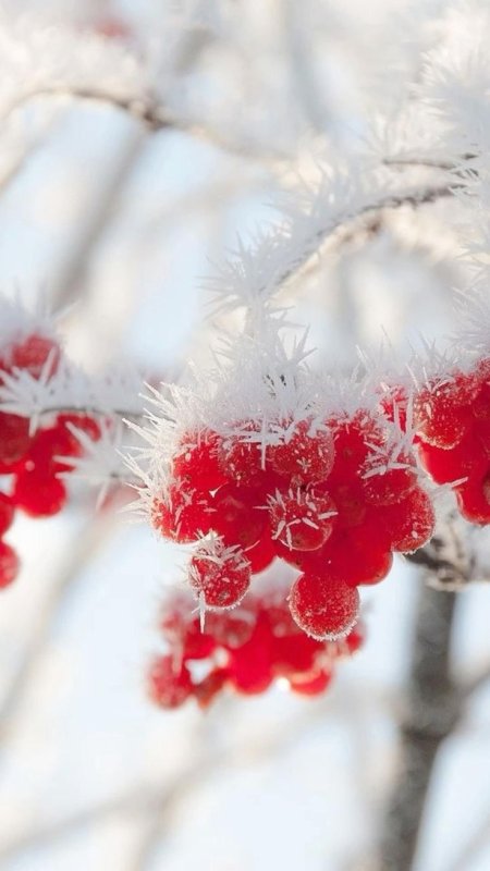 Зимние цветы