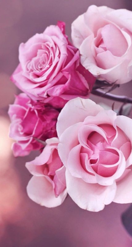 Роза нежно-розовая