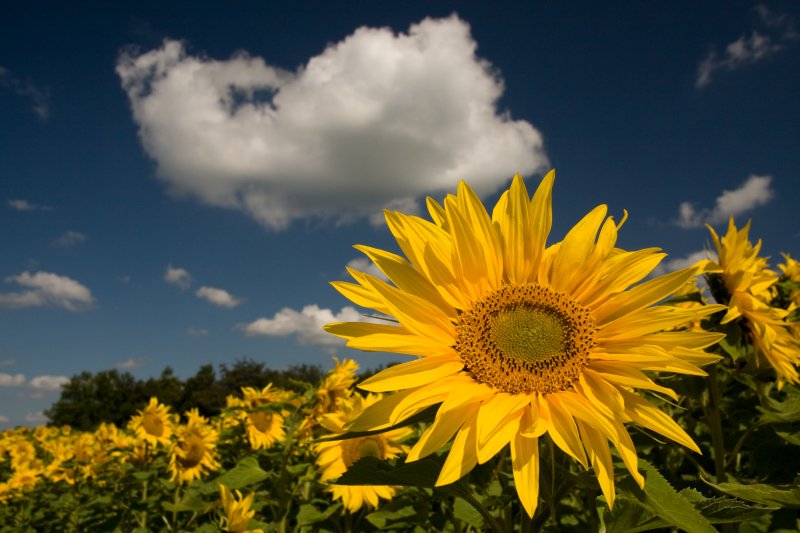 Природа Подсолнухи