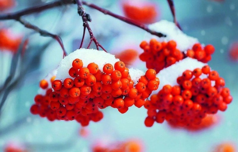 Рябина белоплодная кашмирская