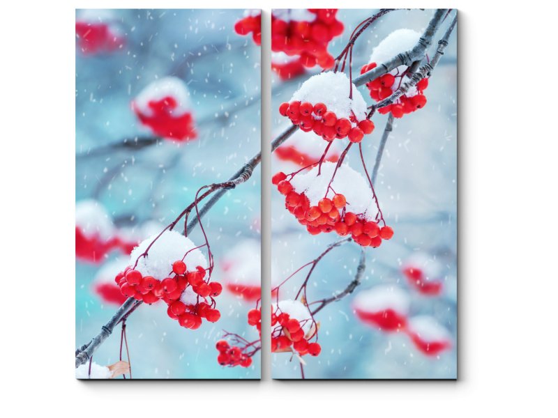 Рябина в снегу