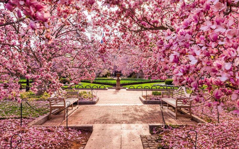 Цветение Сакуры в Японии парк