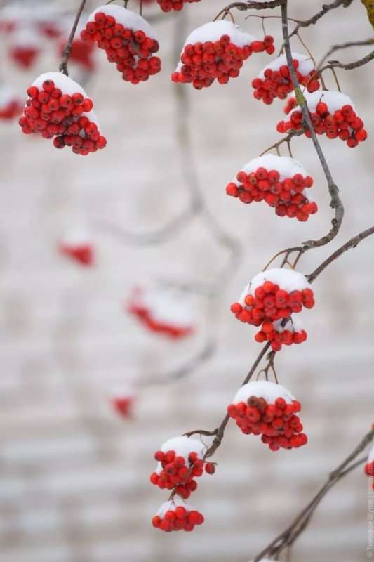 Зима рябина