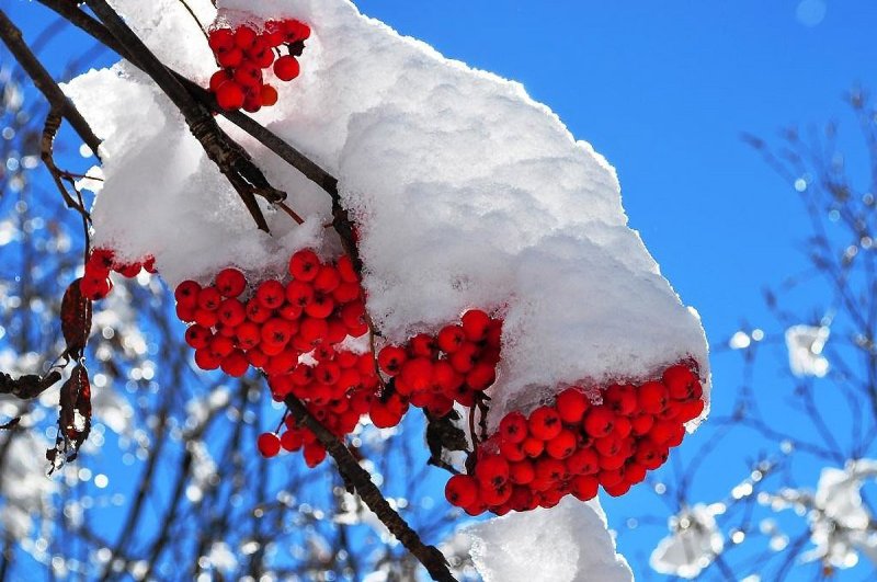 Зима рябина