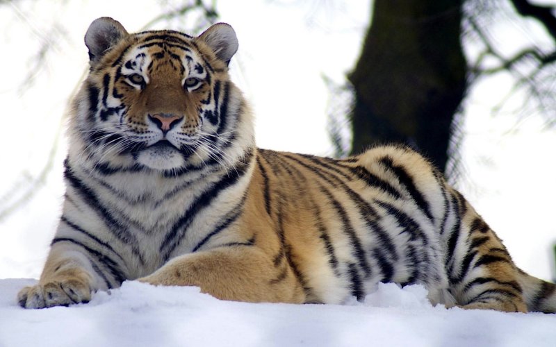 Уссурийская Тайга Амурский тигр