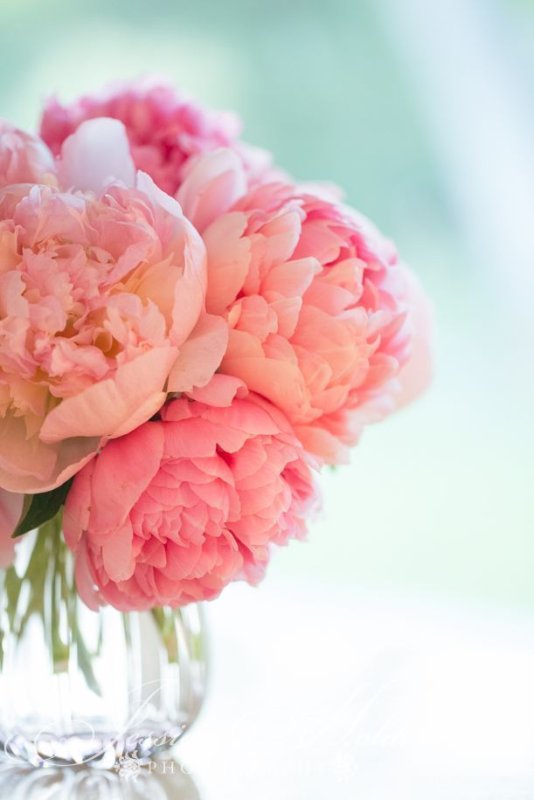 Нежные пионы