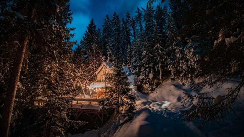 Ночной зимний лес